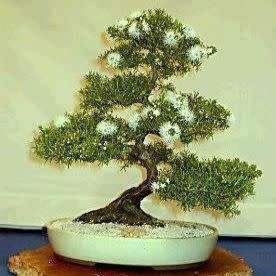 Electric White - Kunzea ambigua Bonsai - 20+ Seeds + FREE Gifts Seeds + Bonsai eBook, NEW