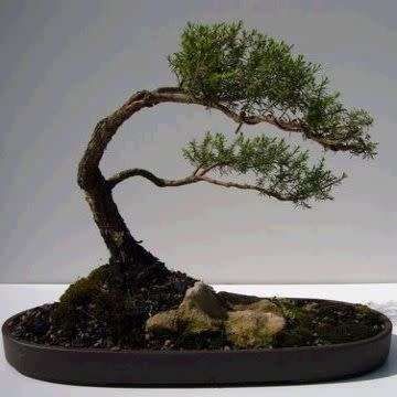 Electric White - Kunzea ambigua Bonsai - 20+ Seeds + FREE Gifts Seeds + Bonsai eBook, NEW