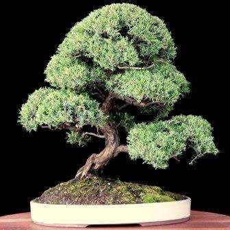 Electric White - Kunzea ambigua Bonsai - 20+ Seeds + FREE Gifts Seeds + Bonsai eBook, NEW