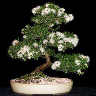 Electric White - Kunzea ambigua Bonsai - 20+ Seeds + FREE Gifts Seeds + Bonsai eBook, NEW