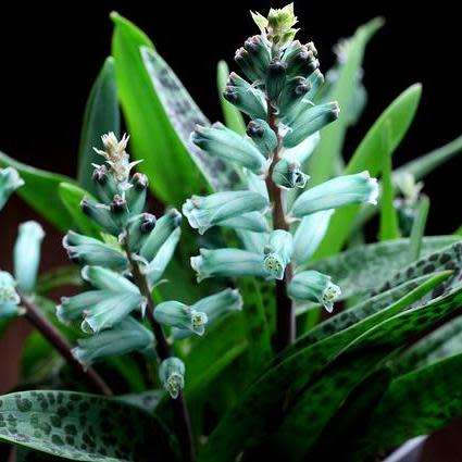 Lachenalia viridiflora Seeds - Indigenous Bulbs Seeds