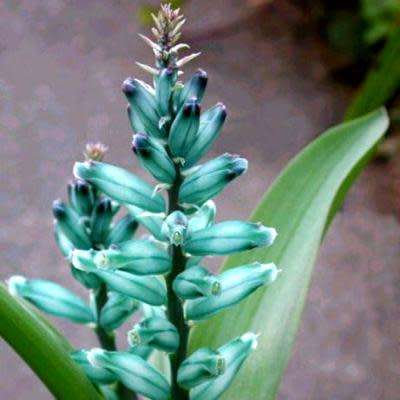 Lachenalia viridiflora Seeds - Indigenous Bulbs Seeds