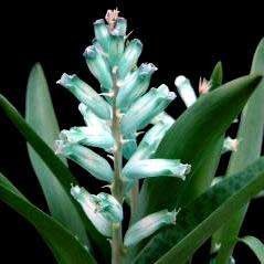 Lachenalia viridiflora Seeds - Indigenous Bulbs Seeds