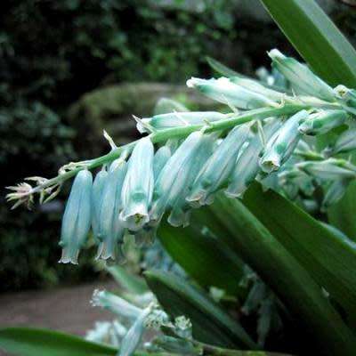 Lachenalia viridiflora Seeds - Indigenous Bulbs Seeds