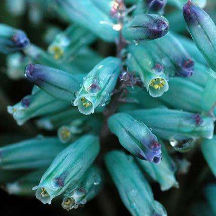 Lachenalia viridiflora Seeds - Indigenous Bulbs Seeds