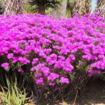 Lampranthus amoenus - 10 Seed Pack - Indigenous Endemic Succulent Mesemb - Worldwide Shipping
