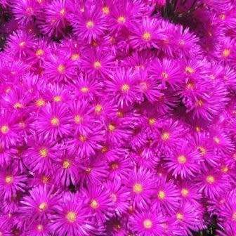 Lampranthus amoenus - 10 Seed Pack - Indigenous Endemic Succulent Mesemb - Worldwide Shipping