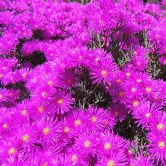 Lampranthus amoenus - 10 Seed Pack - Indigenous Endemic Succulent Mesemb - Worldwide Shipping