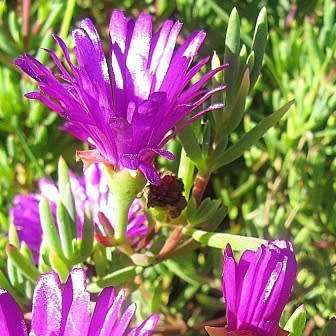 Lampranthus amoenus - 10 Seed Pack - Indigenous Endemic Succulent Mesemb - Worldwide Shipping