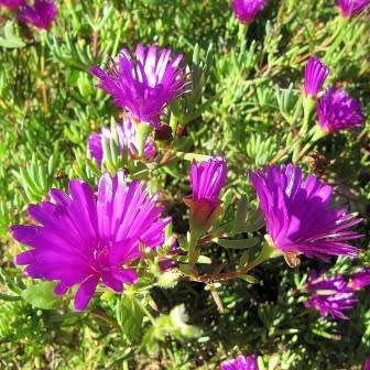 Lampranthus amoenus - 10 Seed Pack - Indigenous Endemic Succulent Mesemb - Worldwide Shipping