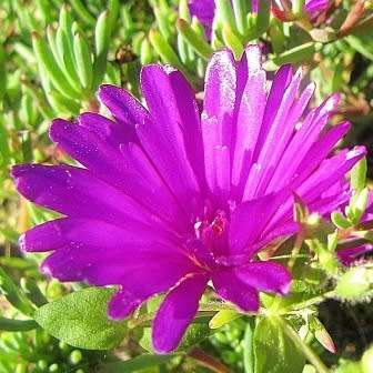 Lampranthus amoenus - 10 Seed Pack - Indigenous Endemic Succulent Mesemb - Worldwide Shipping