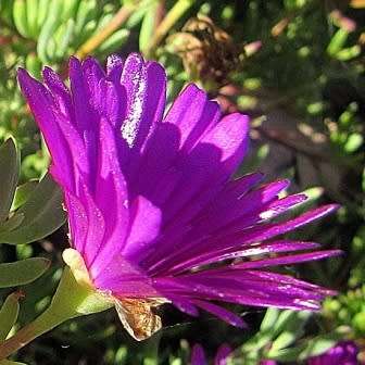 Lampranthus amoenus - 10 Seed Pack - Indigenous Endemic Succulent Mesemb - Worldwide Shipping