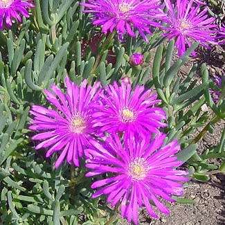 Lampranthus amoenus - 10 Seed Pack - Indigenous Endemic Succulent Mesemb - Worldwide Shipping