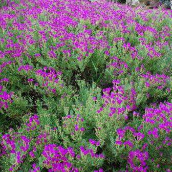 Lampranthus amoenus - 10 Seed Pack - Indigenous Endemic Succulent Mesemb - Worldwide Shipping