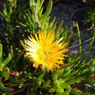 Lampranthus bicolor - 10 Seed Pack - Indigenous Endemic Succulent Mesemb