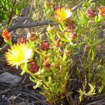 Lampranthus bicolor - 10 Seed Pack - Indigenous Endemic Succulent Mesemb