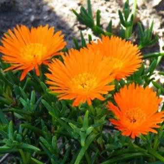 Lampranthus glaucoides - 5 Seed Pack - Indigenous Endemic Succulent Mesemb - NEW