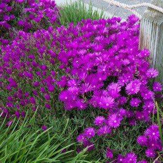Lampranthus spectabilis - 10 Seed Pack - Indigenous Endemic Succulent Mesemb - Global Shipping