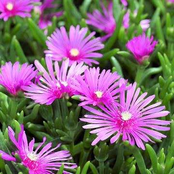 Lampranthus spectabilis - 10 Seed Pack - Indigenous Endemic Succulent Mesemb - Global Shipping