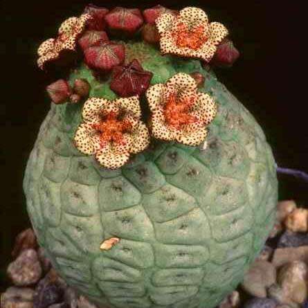 5 Larryleachia cactiformis Seeds - South African Indigenous Succulent - Combined Global Shipping