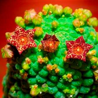 5 Larryleachia cactiformis Seeds - South African Indigenous Succulent - Combined Global Shipping