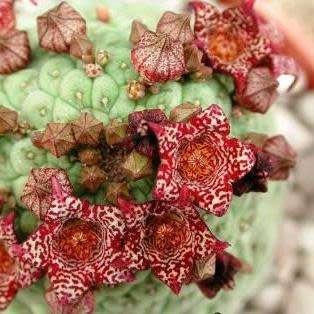 5 Larryleachia cactiformis Seeds - South African Indigenous Succulent - Combined Global Shipping