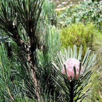 Leucadendron album Seeds - Endemic Shrub Protea Evergreen Cut Flower Fynbos