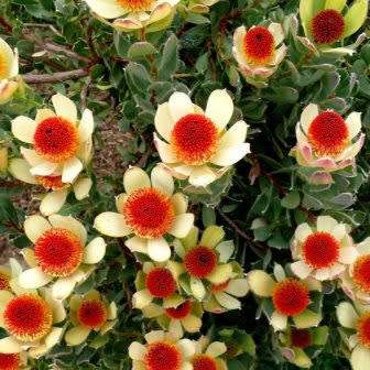 Leucadendron discolor - 5 Seed Pack - Endemic Shrub Protea Cut Flower Evergreen Fynbos - New