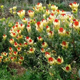 Leucadendron discolor - 5 Seed Pack - Endemic Shrub Protea Cut Flower Evergreen Fynbos - New