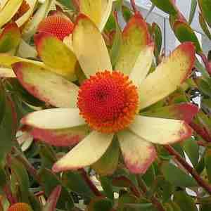 Leucadendron discolor - 5 Seed Pack - Endemic Shrub Protea Cut Flower Evergreen Fynbos - New