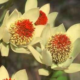 Leucadendron discolor - 5 Seed Pack - Endemic Shrub Protea Cut Flower Evergreen Fynbos - New