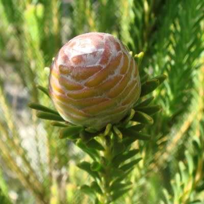 Leucadendron linifolium - 5 Seed Pack - Endemic Shrub Protea Evergreen Cut Flower Fynbos - New