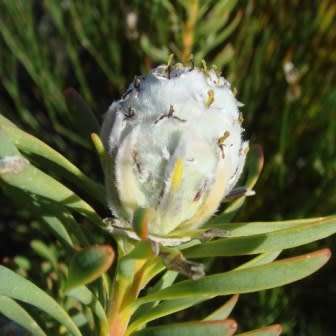Leucadendron linifolium - 5 Seed Pack - Endemic Shrub Protea Evergreen Cut Flower Fynbos - New