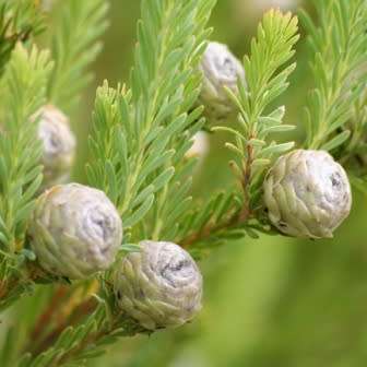 Leucadendron linifolium - 5 Seed Pack - Endemic Shrub Protea Evergreen Cut Flower Fynbos - New