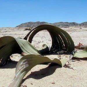 Welwitschia mirabilis - 5 Seed Pack - Grows 2000 years old! - Worldwide Shipping