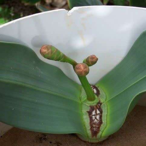 Welwitschia mirabilis - 5 Seed Pack - Grows 2000 years old! - Worldwide Shipping