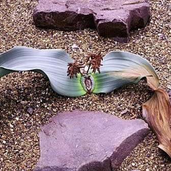 Welwitschia mirabilis - 5 Seed Pack - Grows 2000 years old! - Worldwide Shipping
