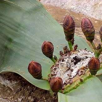 Welwitschia mirabilis - 5 Seed Pack - Grows 2000 years old! - Worldwide Shipping