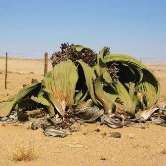 Welwitschia mirabilis - 5 Seed Pack - Grows 2000 years old! - Worldwide Shipping