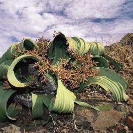 Welwitschia mirabilis - 5 Seed Pack - Grows 2000 years old! - Worldwide Shipping