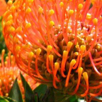 Leucospermum cordifolium Orange 5 Seed Pack - Indigenous Endemic Cut Flower Fynbos Protea Shrub New