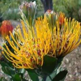 Leucospermum praecox - 5 Seed Pack - Indigenous Endemic Cut Flower Fynbos Protea Shrub New