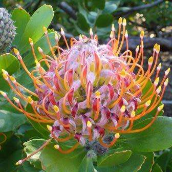 Leucospermum praecox - 5 Seed Pack - Indigenous Endemic Cut Flower Fynbos Protea Shrub New