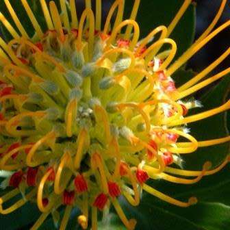 Leucospermum praecox - 5 Seed Pack - Indigenous Endemic Cut Flower Fynbos Protea Shrub New