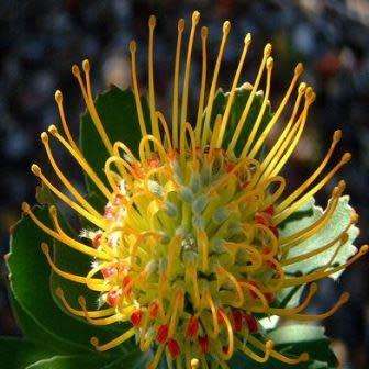Leucospermum praecox - 5 Seed Pack - Indigenous Endemic Cut Flower Fynbos Protea Shrub New
