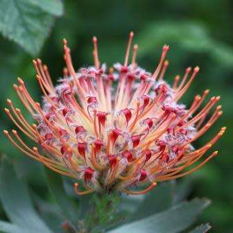 Leucospermum praecox - 5 Seed Pack - Indigenous Endemic Cut Flower Fynbos Protea Shrub New