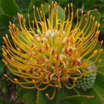 Leucospermum praecox - 5 Seed Pack - Indigenous Endemic Cut Flower Fynbos Protea Shrub New