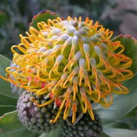 Leucospermum praecox - 5 Seed Pack - Indigenous Endemic Cut Flower Fynbos Protea Shrub New