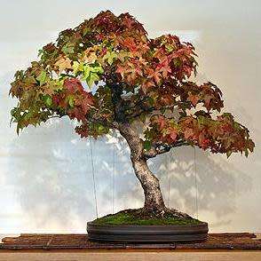 Liquidambar styraciflua - American Sweetgum Bonsai Seeds + FREE Gifts Seeds + Bonsai eBook, NEW