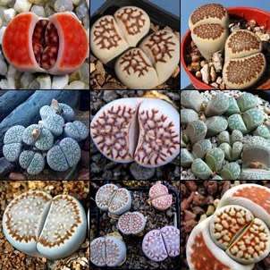 Lithops Mixed Species Seeds - Stoneplants Indigenous Endemic Succulent Mesemb